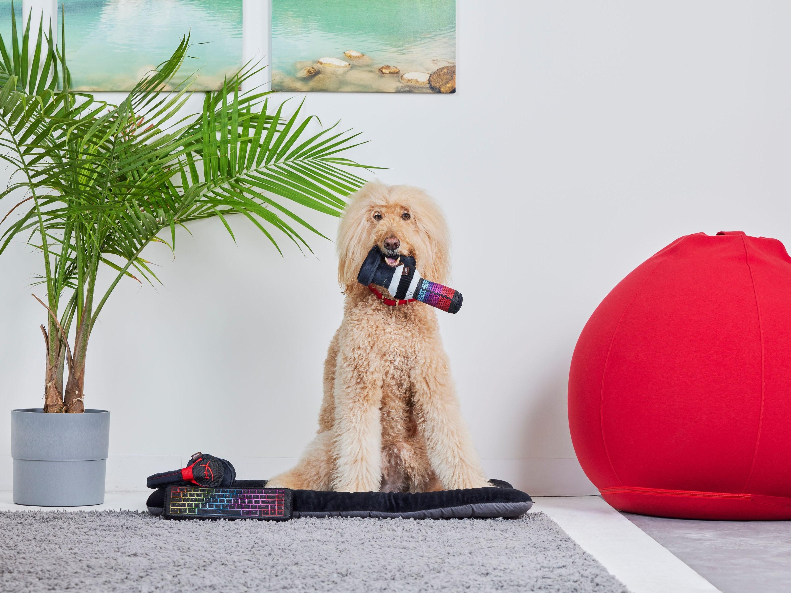 Pet Resting and Play Zones